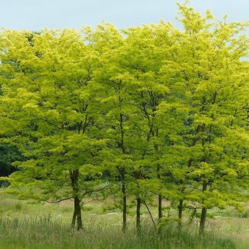 Valse christusdoorn (Gleditsia triacanthos ‘Skyline’)